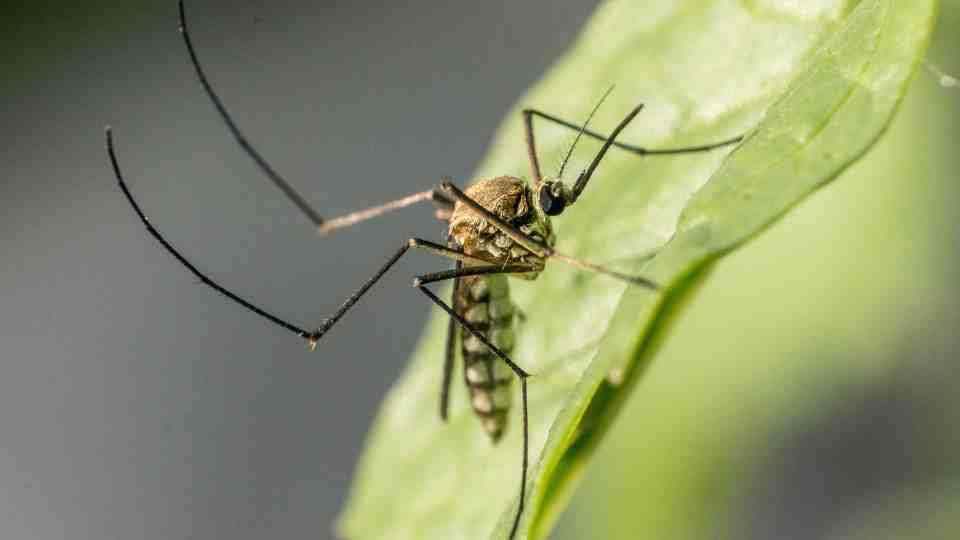 Malaria tablets can protect you if you are bitten by an infected mosquito on your travels.