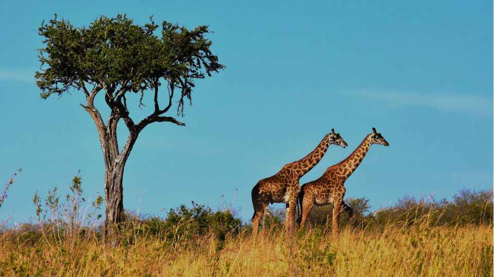 yellow fever vaccine near me