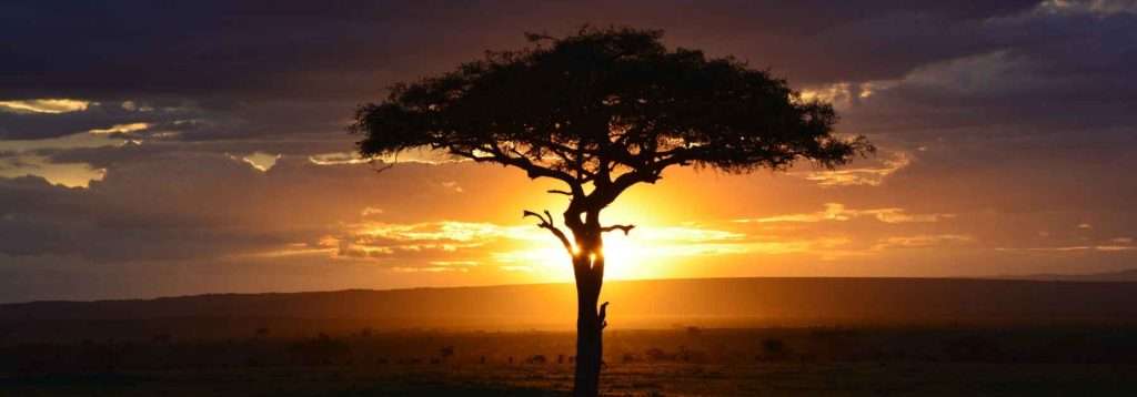 yellow fever vaccine near me 